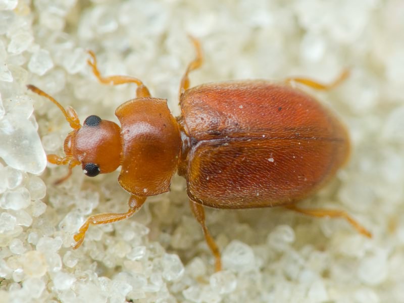 Coccidula rufa (Herbst, 1783)